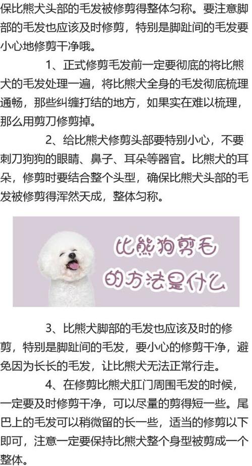 初学者给比熊怎样剪毛？ 给狗剪毛手法图