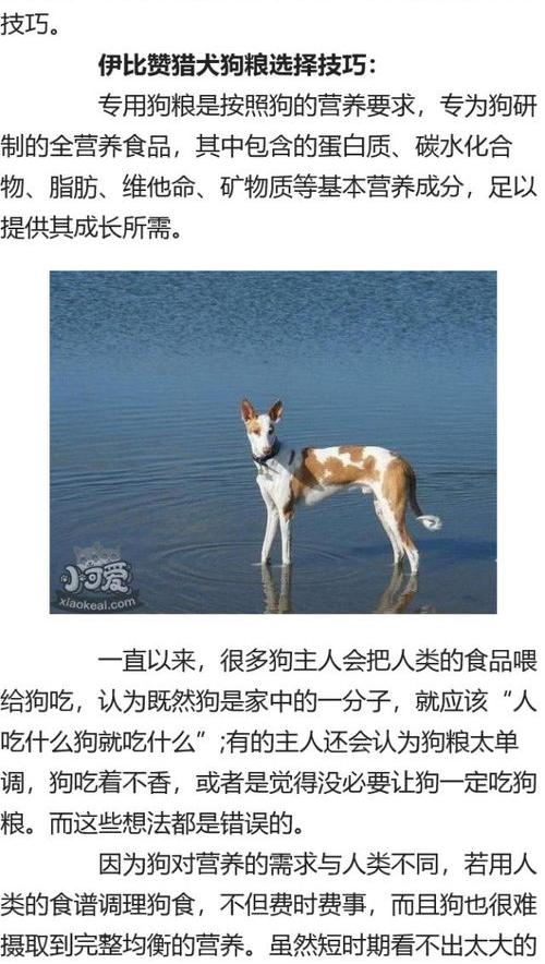 腊肠狗真的好养吗？ 腊肠犬吃什么狗粮好