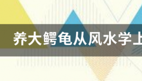 我家里有一只鳄鱼龟，怎么养啊？ 风水上为什么不能随便养鳄龟