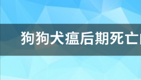 狗瘟病發之前會有什麼症狀？ 狗狗得犬瘟什么症状