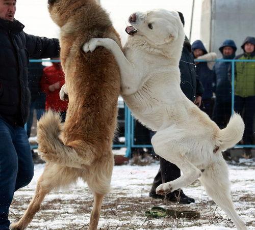 东德牧羊犬耳号怎么查？ 德牧俱乐部登录