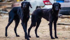 其实哮天犬的原型便是中国细犬，哮天犬为什么灭绝？ 中国细犬为什么使劲犬