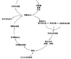 亚硝酸钠和亚硝酸胺的区别？ 亚硝酸盐和亚硝酸钠是同种物质吗