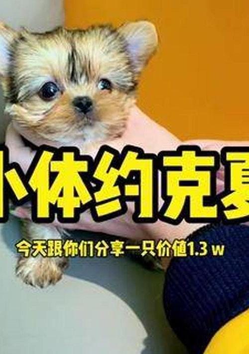 要怎么挑选约克夏？ 如何挑选约克夏幼犬