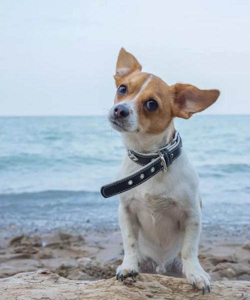 哈士奇,吉娃娃,秋田犬,贵宾犬柴犬松狮的简介 吉娃娃名字的由来