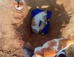 家里的猫摔死了代表什么预兆 猫死了主人会倒霉吗