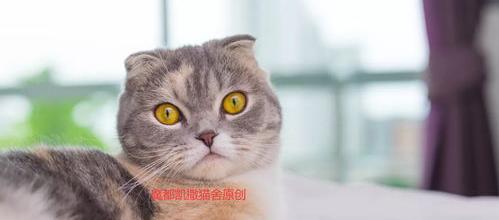 苏格兰折耳猫作者？ 苏格兰折耳猫全部作品