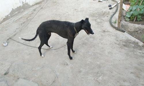 赛跑的狗有什么狗 灵提犬能跑多快