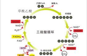 柠檬酸循环的化学方程式。丙酮酸，水，二氧化碳？ 柠檬酸循环图解