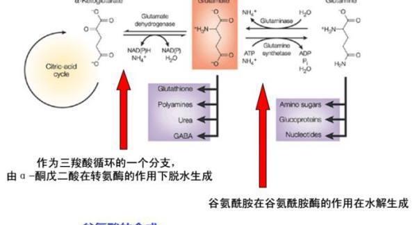 多谷氨酸是什么？ 焦谷氨酸钙