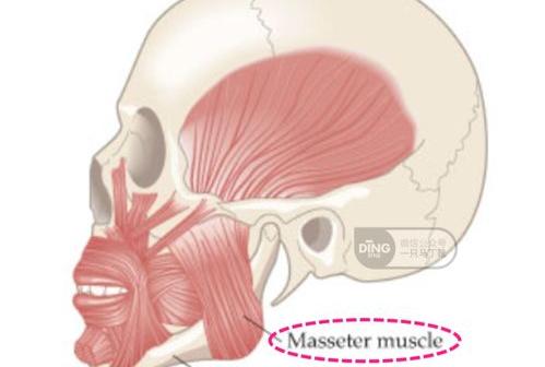 咬肌发达对外观到底有无好处？ 有咬肌和无咬肌对比