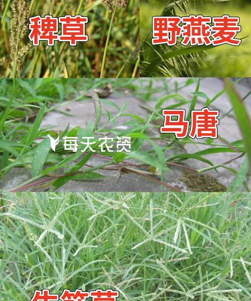 打了阔叶草能种芝麻吗？ 精喹禾灵能打芝麻吗