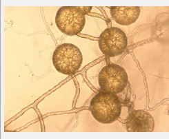 研究人员现在呼吁在保护和生物多样性政策中更多地考虑真菌