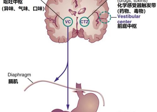 常规白带检查白细胞高是为什么？ 女性白细胞高是什么原因