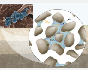 全球变暖加速土壤微生物的二氧化碳排放