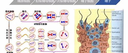 男性生殖器的构造 男性生殖系统结构和功能