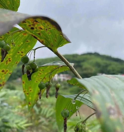 胃炎可以吃黄精茶吗黄精吗功效与作用？ 黄精的功效与作用吃法