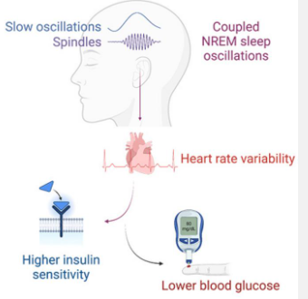新研究发现深度睡眠脑电波可预测血糖控制