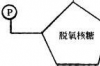 核酸的结构简式？ 核苷酸的结构简式