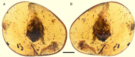 9900万年前的缅甸琥珀保存了未成熟反鸟鸟的羽毛