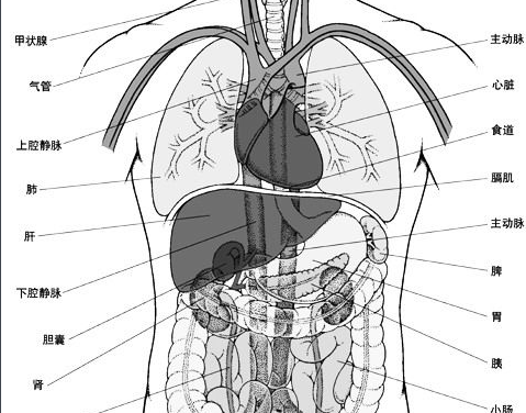五脏六腑顺序怎么排列？ 五脏六腑位置图
