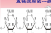 直链淀粉和支链淀粉功能上的区别 支链淀粉在护肤品中的作用
