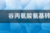 肝功能谷氨酰转肽酶高是什么原因？ 谷氨酸氨基转氨酶高怎么回事