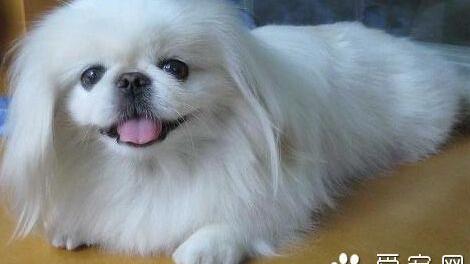 北京犬多少钱 普遍价格都在一千元以上