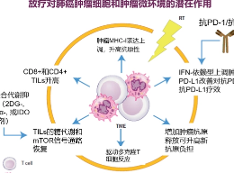 按微环境对癌症进行分类可能会改变对免疫疗法的看法