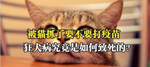 被猫抓伤会不会得狂犬病？ 被猫挠100%得狂犬病吗