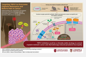 高丽大学医学团队探索克服顺铂耐药性并减轻癌症治疗疼痛的方法