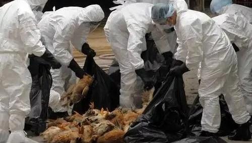 禽流感是哪一年发生的? h7n9是哪一年