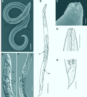 研究人员对西伯利亚永久冻土层46000年前土壤线虫的基因组进行了测序