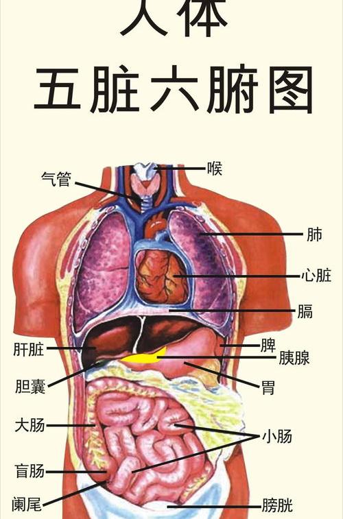 人体解剖图五脏六腑定位？ 人体结构图五脏六腑肾的位置