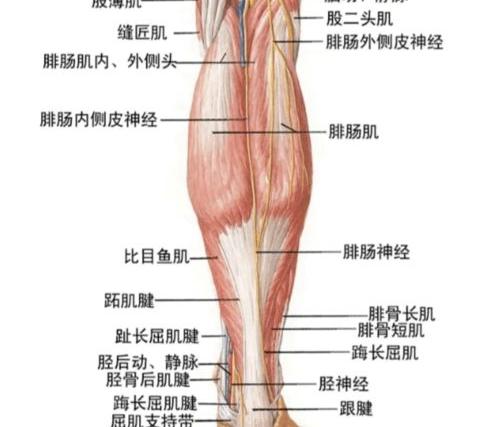 肌肉腿怎么减肥 学生肌肉腿怎么瘦腿