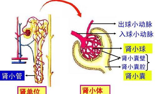 尿蛋白定量正常值是多少？ 蛋白尿和正常尿区别图