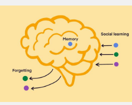 记忆和遗忘塑造社会学习