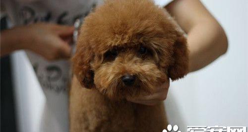 茶杯泰迪犬怎么养 出生后6周左右就断奶