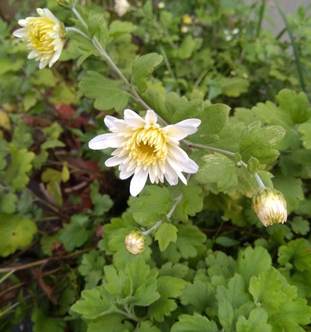 菊花的作用和功效是什么？ 喝菊花茶有什么作用和功效