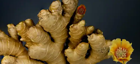 用阿育吠陀草药对抗季风季节过敏