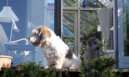 贝吉格里芬凡丁犬的日常护理 指甲和毛发都不能忽视