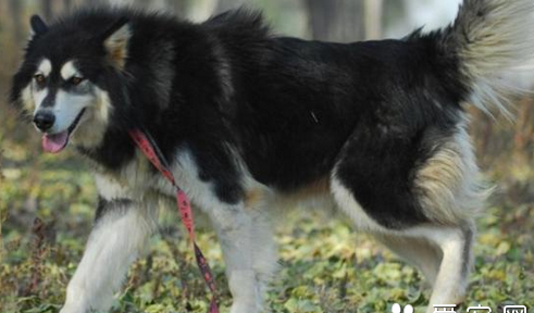 阿拉斯加雪橇犬怎么饲养 朱古力不能吃