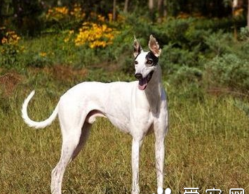 灵缇犬的饲养 保持犬舍的清洁干净