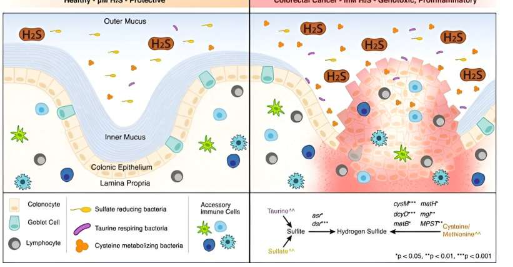 硫化氢在肠道中的作用