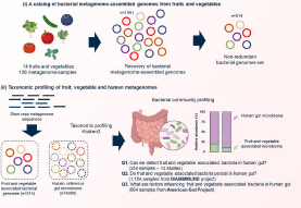 研究表明水果和蔬菜衍生的微生物有助于肠道微生物组的多样性