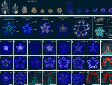 新研究表明海星和其他棘皮动物的身体实际上只是头部