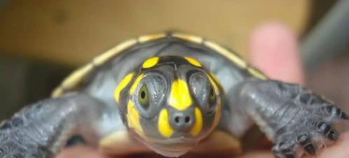 黄头侧颈龟可以长期深水养吗？ 黄头侧颈龟可以养吗
