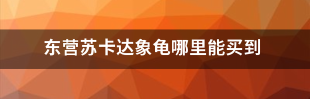 东营苏卡达象龟哪里能买到 苏卡达贴吧