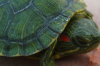 新手养乌龟的正确方法 正确的养乌龟方法