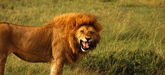 藏獒真的和狮子搏斗吗 藏獒跟狮子打架